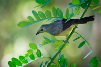 Tangara palmova - Tangara palmarum - Palm Tanager o5147